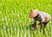 DPRD Berau Soroti Lonjakan Kampung Rawan Pangan, Dorong Solusi Terpadu
