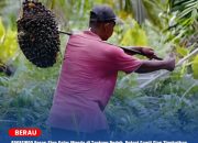 APKASINDO Berau Siap Gelar Musda di Tanjung Redeb, Petani Sawit Siap Tingkatkan Kesejahteraan.