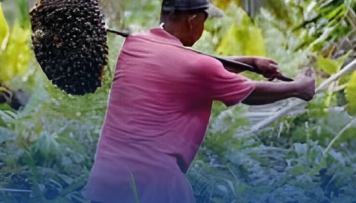 APKASINDO Berau Siap Gelar Musda di Tanjung Redeb, Petani Sawit Siap Tingkatkan Kesejahteraan.