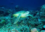 BKSDA Kaltim Terus Berupaya Melestarikan Penyu di Pulau Sangalaki