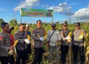 Dukung Ketahanan Pangan, Polres Berau Panen Jagung di Sei Bebanir Bangun