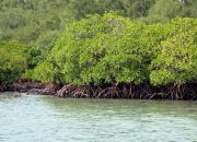 Agus Uriansyah: Mangrove di Berau Adalah Aset Berharga yang Harus Dijaga