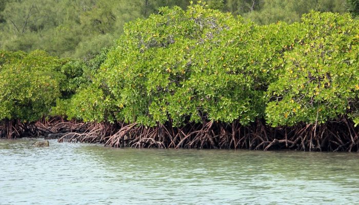 Agus Uriansyah: Mangrove di Berau Adalah Aset Berharga yang Harus Dijaga