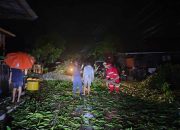 Hujan Deras di Tanjung Redeb, Dua Pohon Tumbang Halangi Jalan Manunggal dan Milono