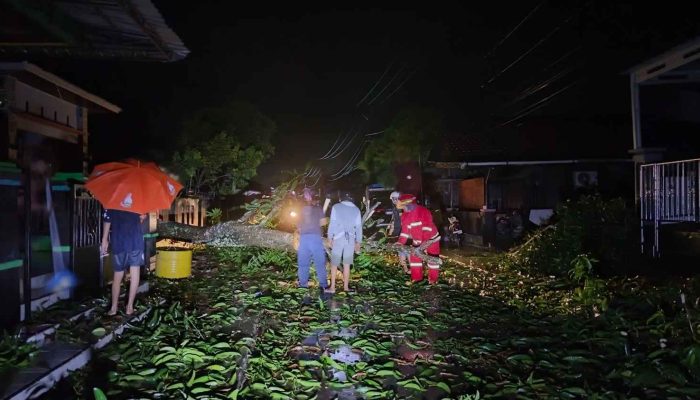 Hujan Deras di Tanjung Redeb, Dua Pohon Tumbang Halangi Jalan Manunggal dan Milono
