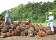 TBS Sawit Berau Dianggap Rendah, Anggota DPRD Berau Bicara