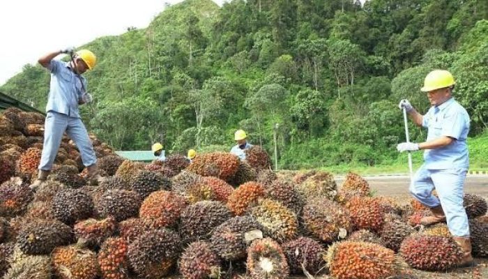 TBS Sawit Berau Dianggap Rendah, Anggota DPRD Berau Bicara