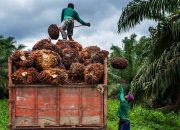 DPRD Berau Dorong Disbun Kawal Petani Mandiri Sawit