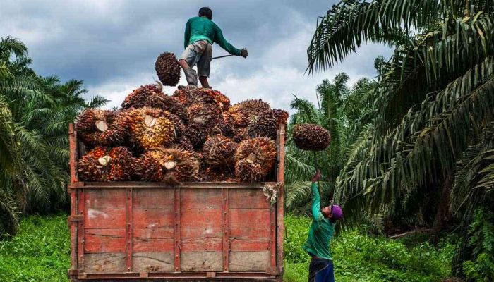 DPRD Berau Dorong Disbun Kawal Petani Mandiri Sawit