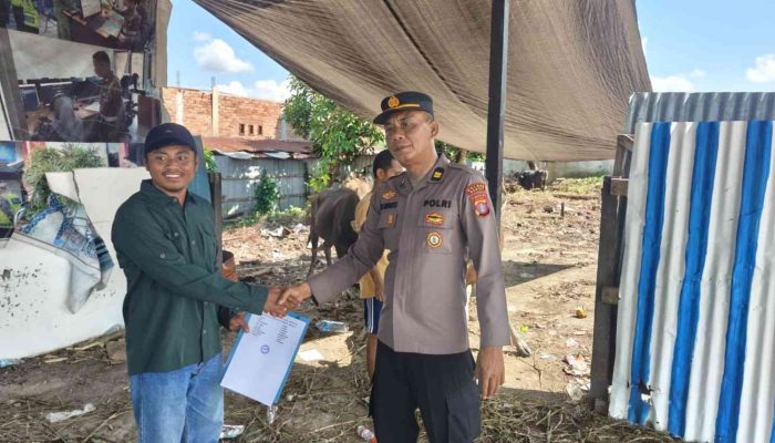 Jelang Iduladha, Pekerja Pasir dan Koral Serahkan Sapi Kurban ke Polres Berau